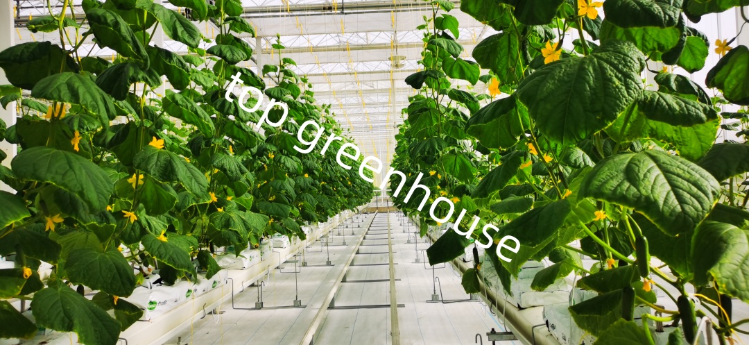 Commercial Greenhouse