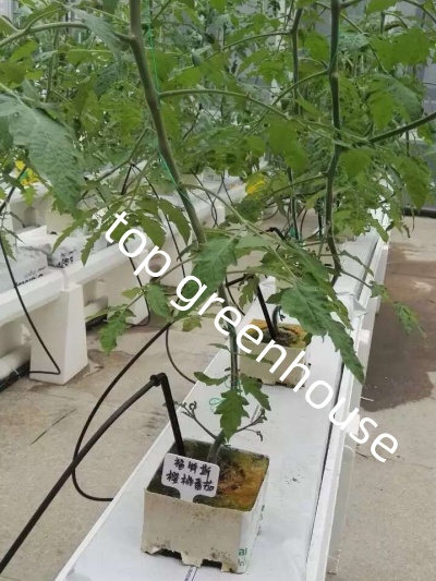 agricultural tomato greenhouse