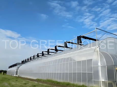 film greenhouse3_2450_1838.png