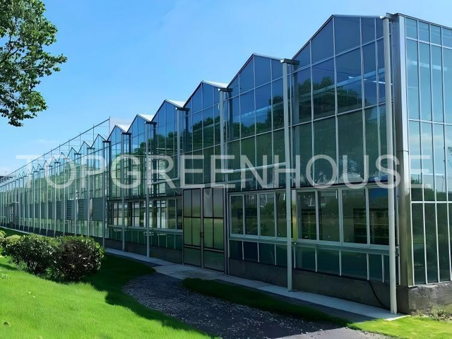 High-Performance Commercial Venlo Glass Greenhouse