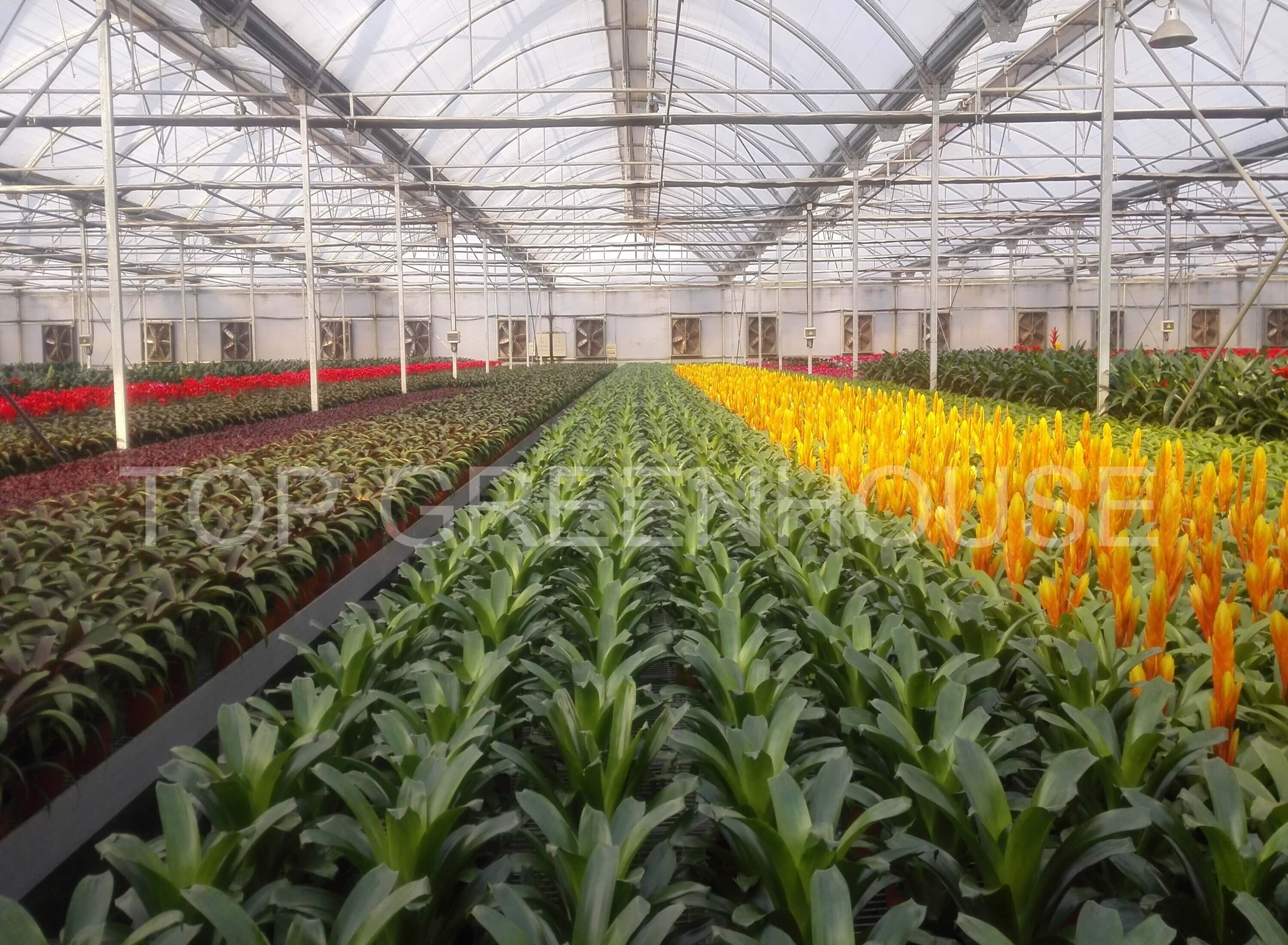 Flower Greenhouse 