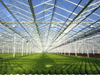 Venlo Glass Greenhouse