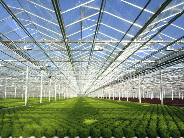 Venlo Glass Greenhouse