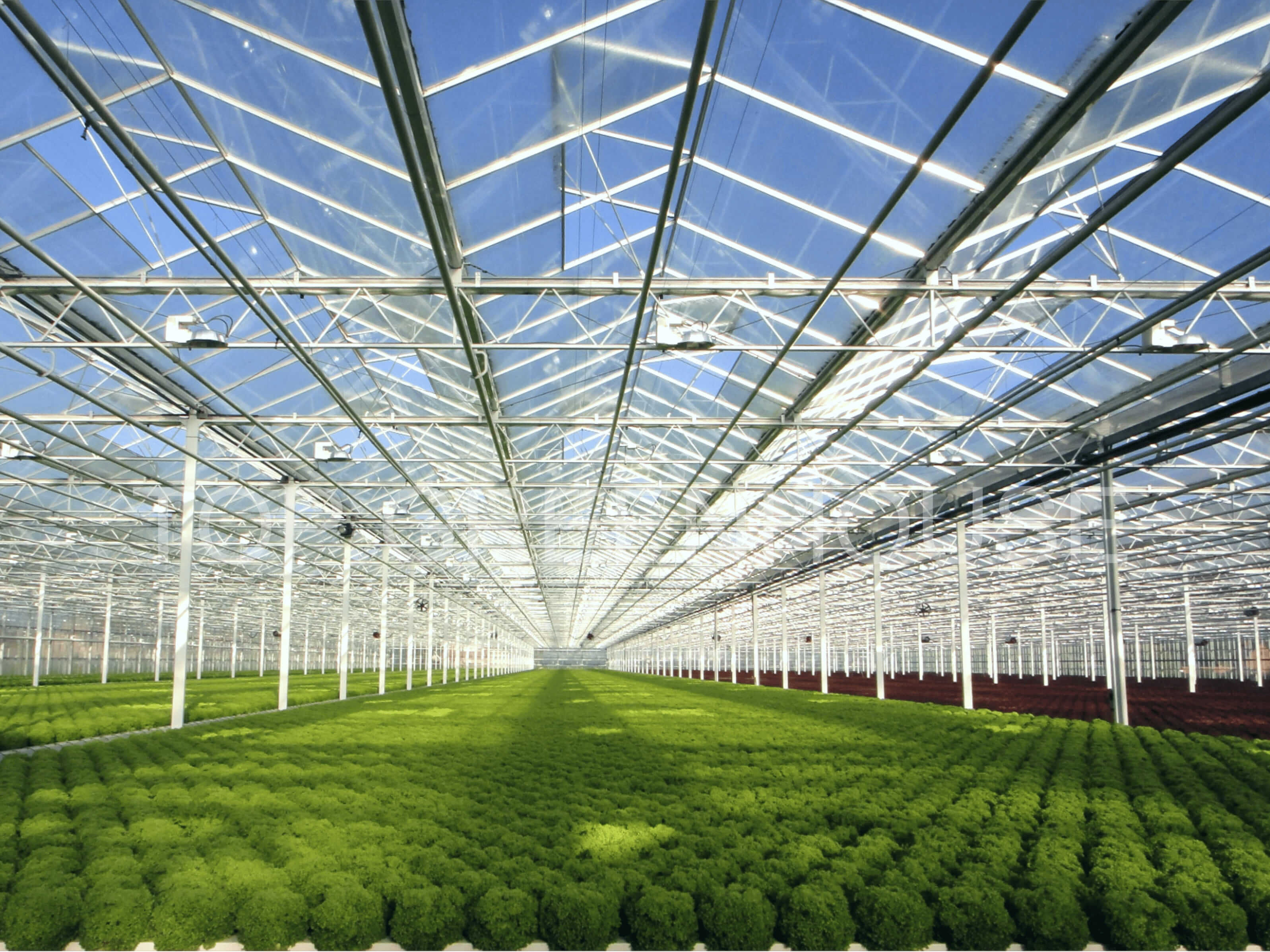 Venlo Glass Greenhouse
