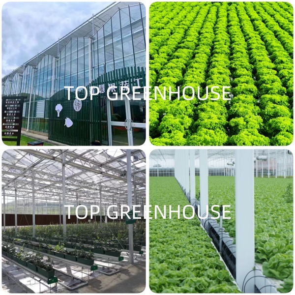 window insect net