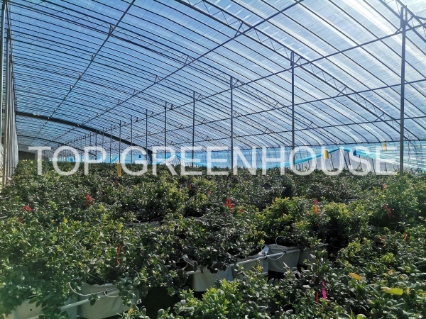 blueberry shade netting