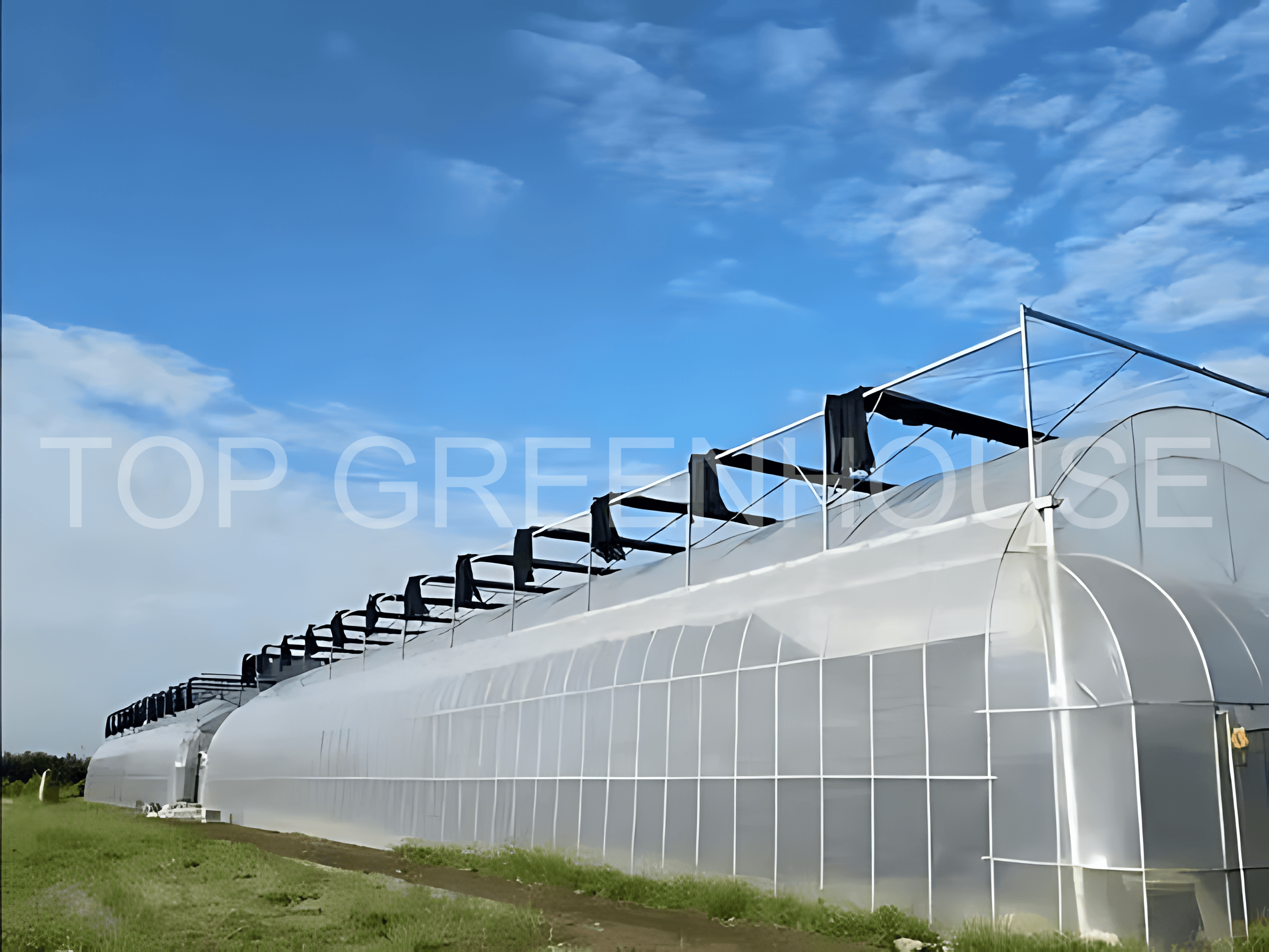 film greenhouse3