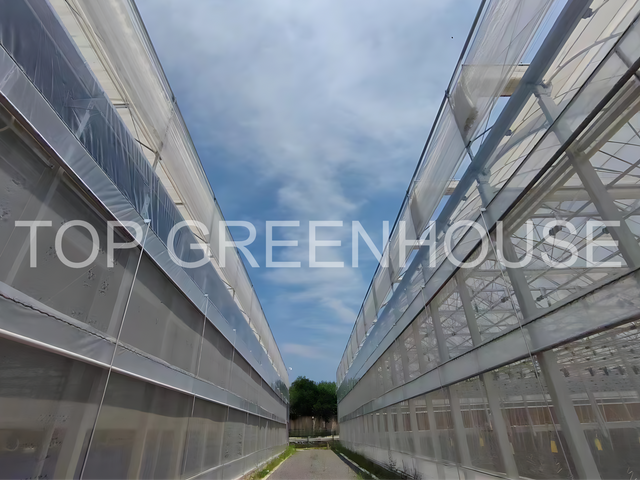 Multispan Poly Tunnel Greenhouse