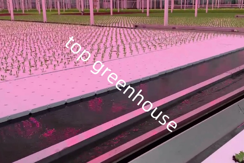 commercial glass greenhouse