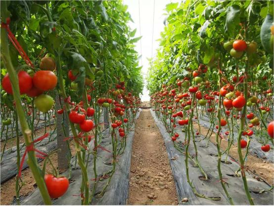 drip irrigation for tomato greenhouse (5)