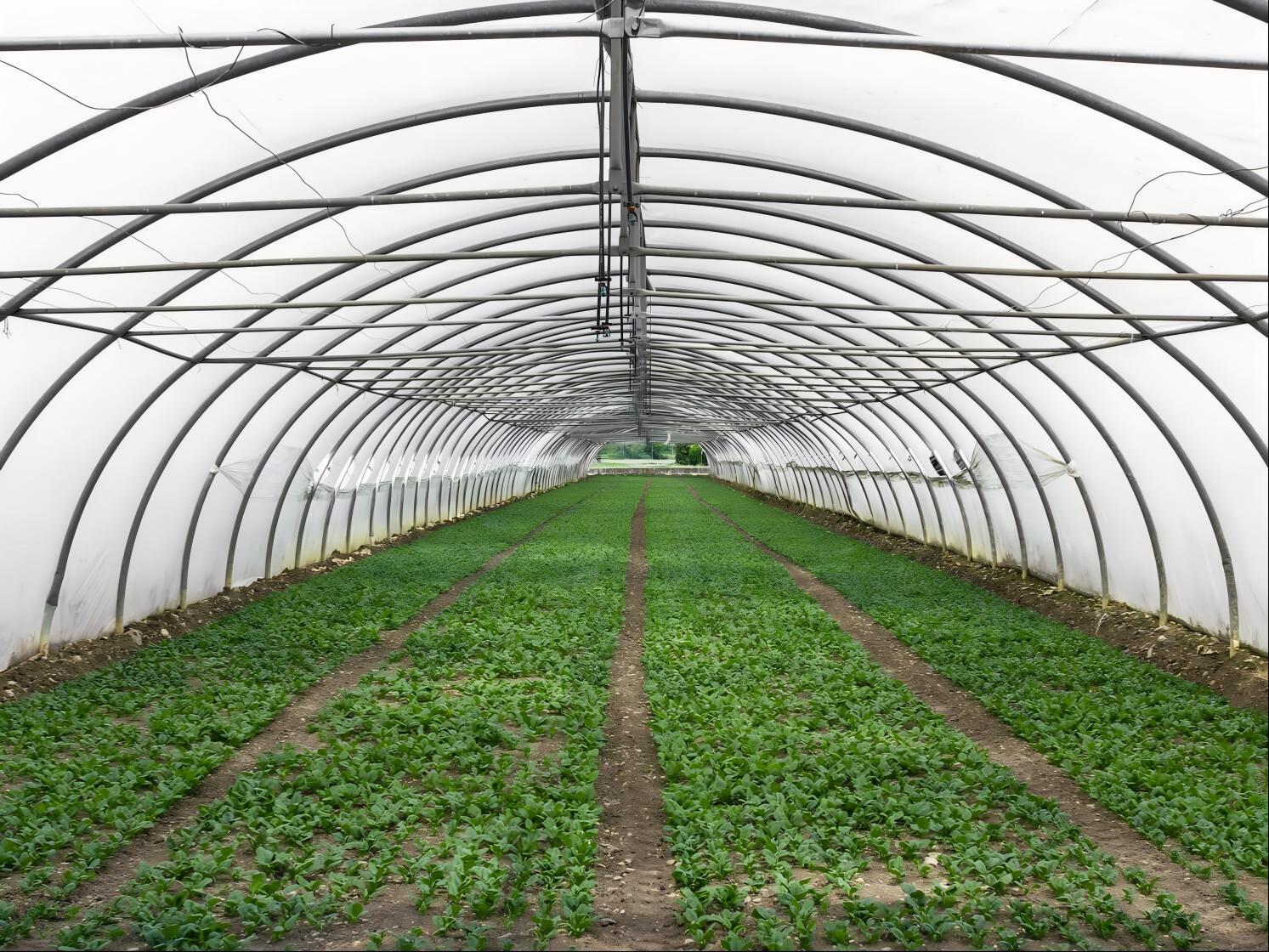 traditional greenhouse