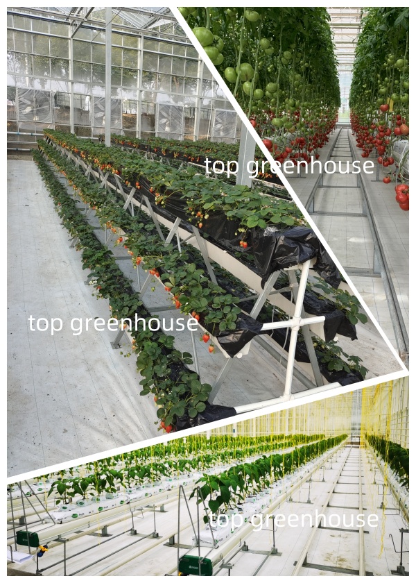 ground cover