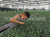Wire Mesh Rolling Bench For Horticultural Greenhouse