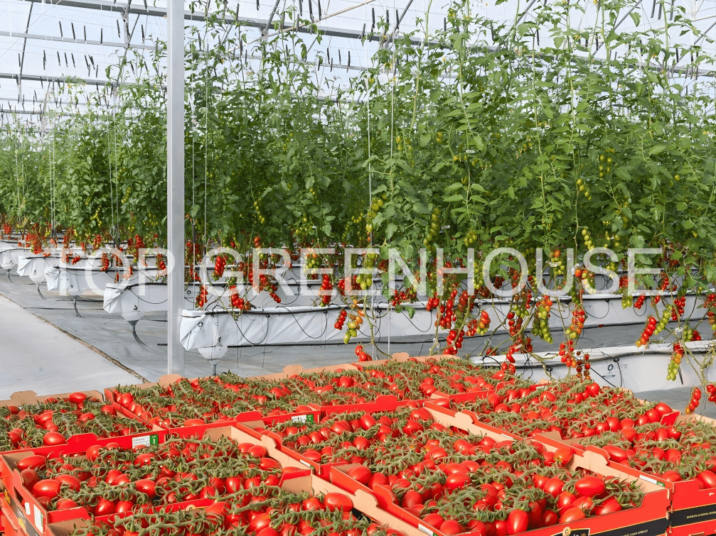 tomato greenhouse 