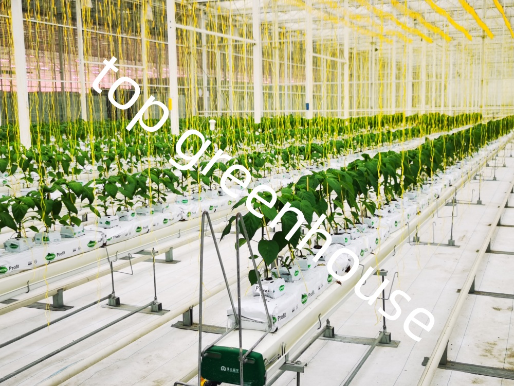 Commercial Glass Greenhouse