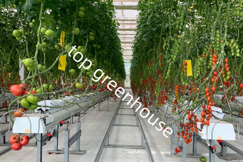 tomato greenhouse