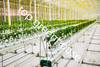 high efficiency Venlo greenhouse