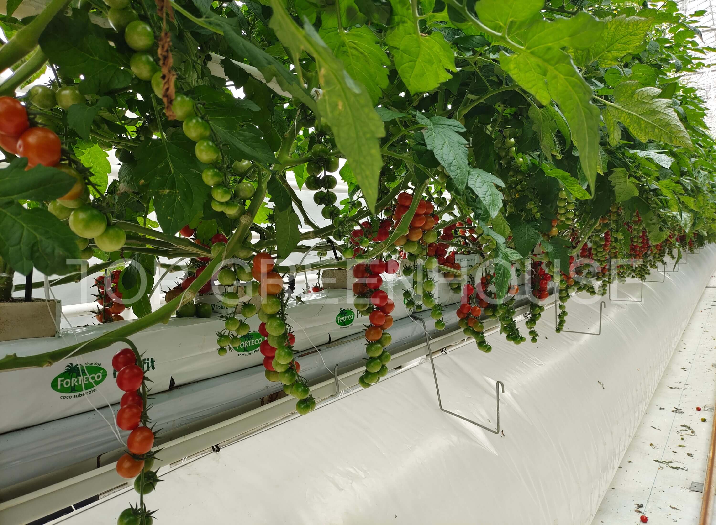 Fruit Greenhouse