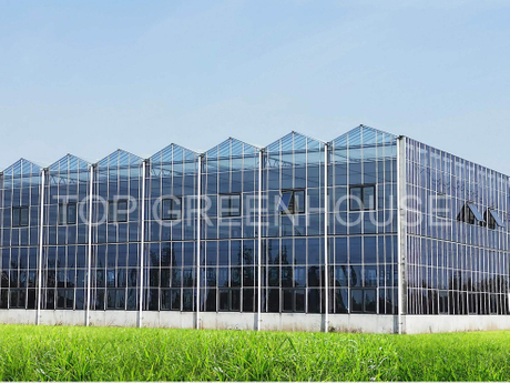 Venlo Glass Greenhouse