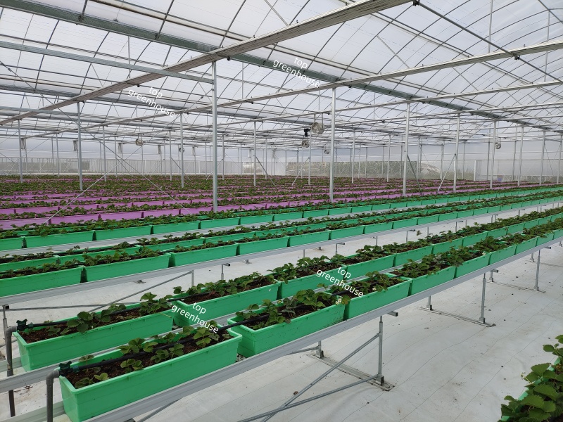 高架草莓种植系统