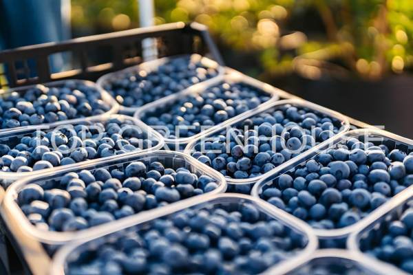 blueberry greenhouse