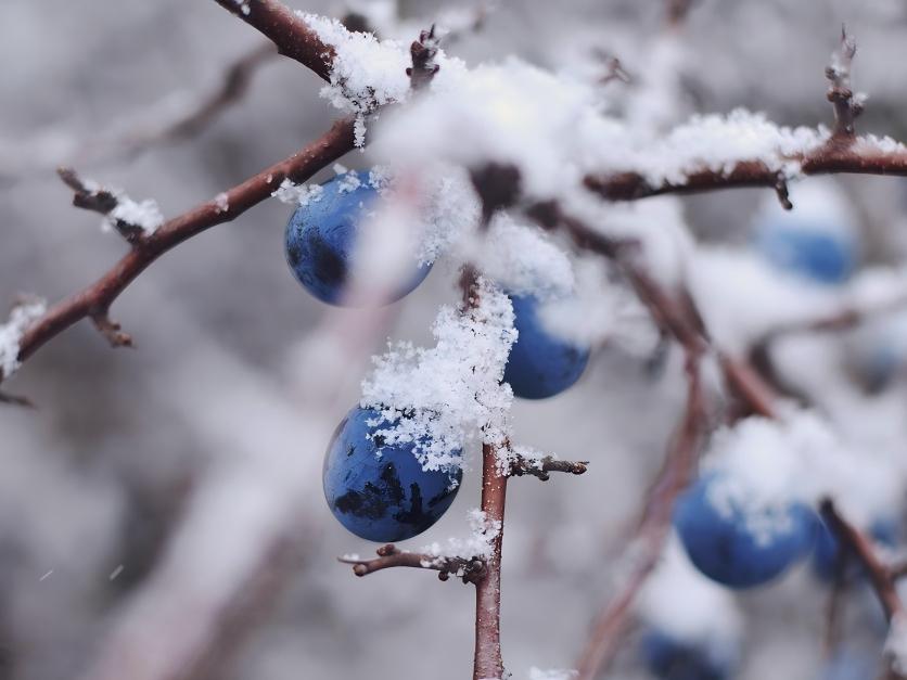 blueberry winter 2