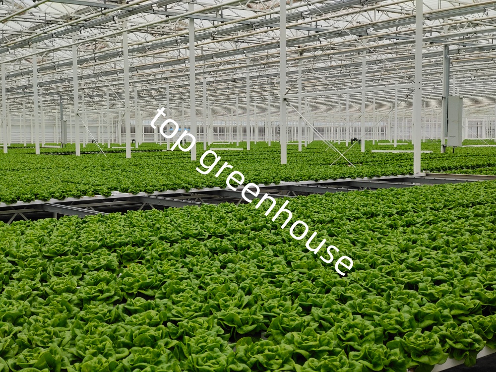 automated greenhouse