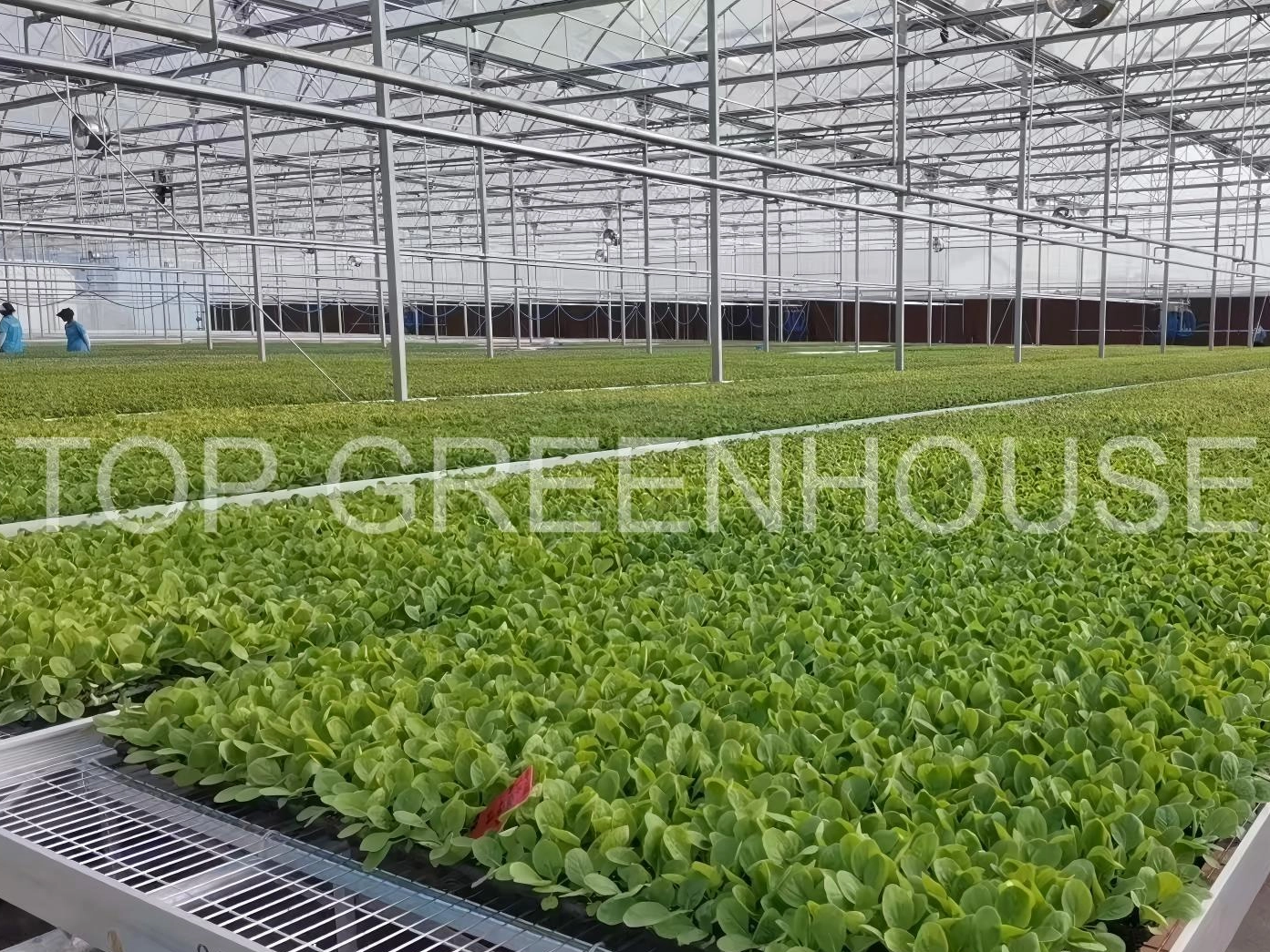 Top Turnkey Greenhouse Manufacturers in the Middle East