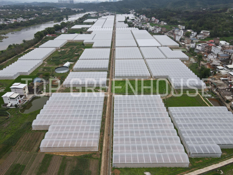 plastic film greenhouse 4_3872_2904.jpg