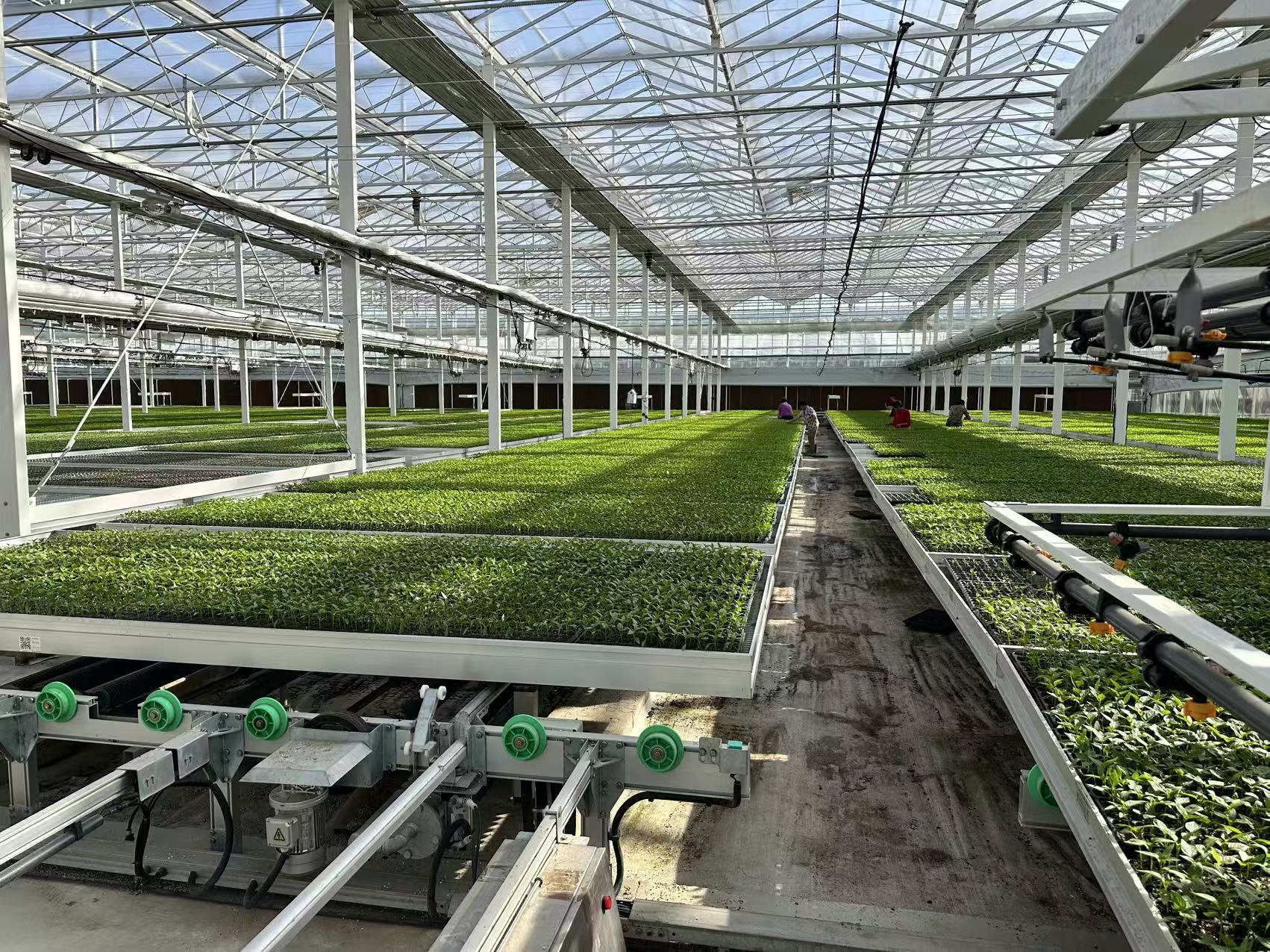 greenhouse rolling bench